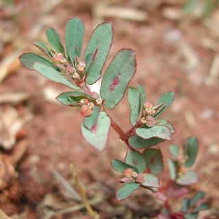 spotted spurge leaves and flowers