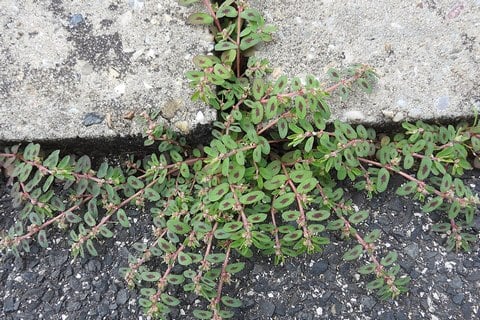 spotted spurge growing out of sidewalk
