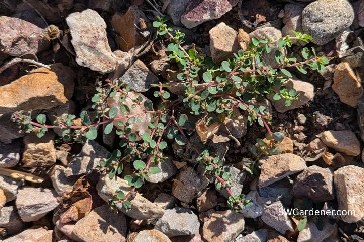 spotted spurge