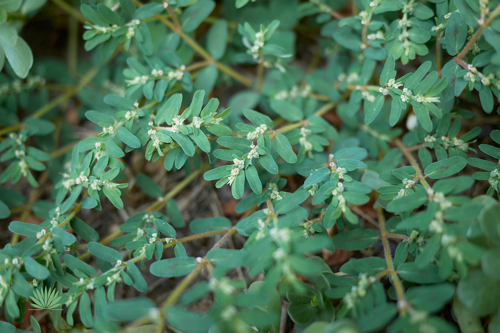 spotted spurge