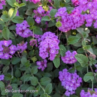 trailing lantana