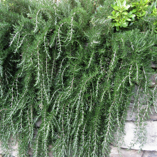 trailing rosemary