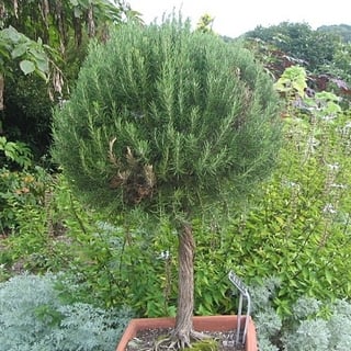 tuscan blue roseymary topiary